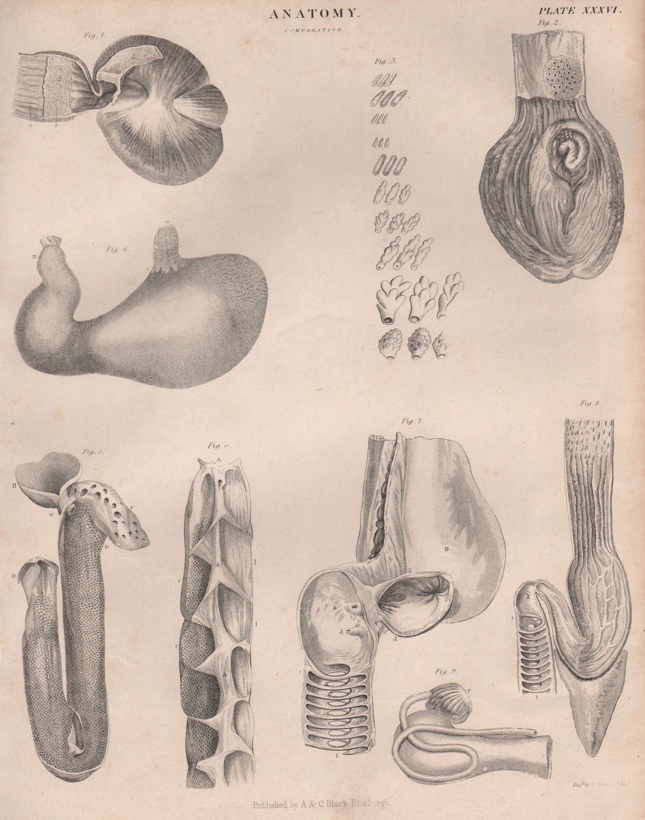 Anatomy; Comparative 2. BRITANNICA 1860 old antique vintage print picture